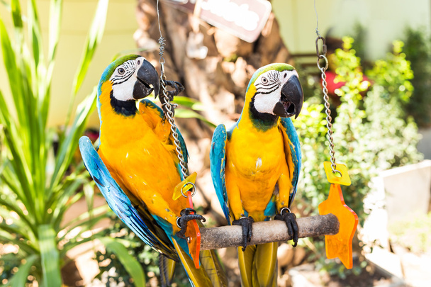 Coloridos guacamayos pareja sentado en swing
. - Foto, Imagen