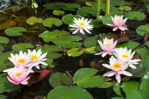 Pink lotus flowers - Fotoğraf, Görsel