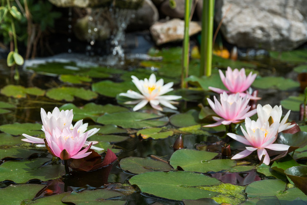 pembe lotus çiçekleri - Fotoğraf, Görsel