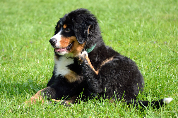 Puppy scratching - sweet - Photo, Image