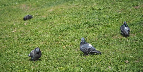Pigeons on the grass - Фото, изображение