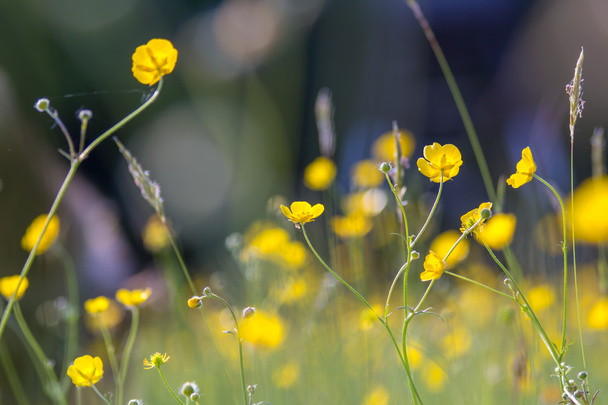Yellow buttercup meadow - Photo, Image