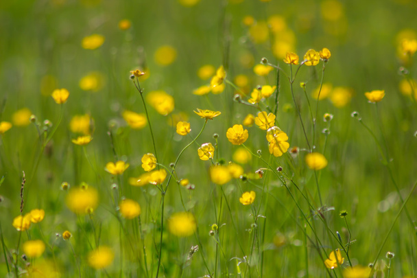 黄色のキンポウゲ草原 - 写真・画像