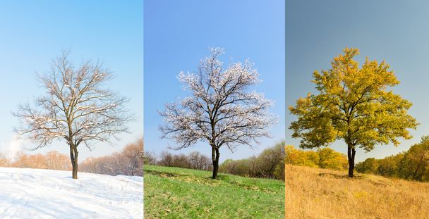 Lonely apricot tree in different seasons  - Zdjęcie, obraz