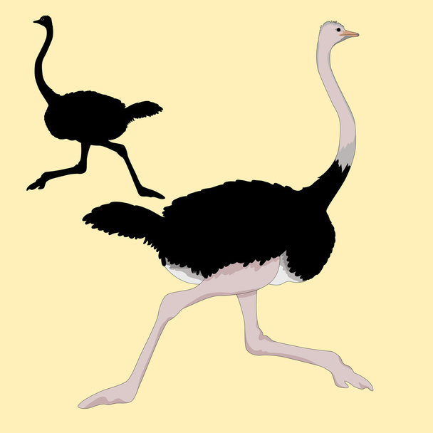 ostrich races realistic  black silhouette - Vector, Image