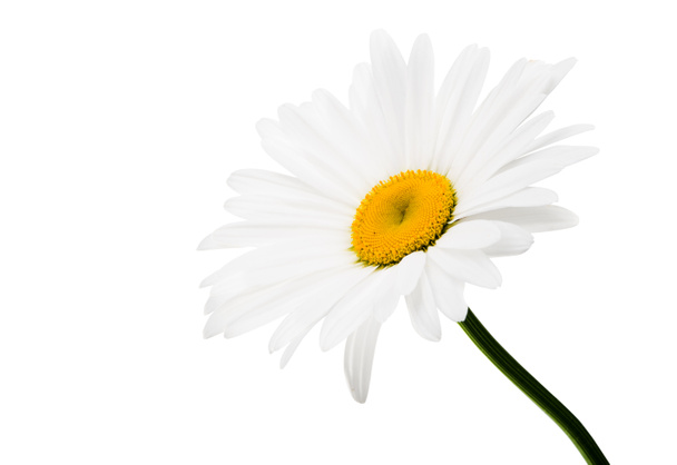 λουλούδια χαμομηλιού απομονωθεί  - Φωτογραφία, εικόνα