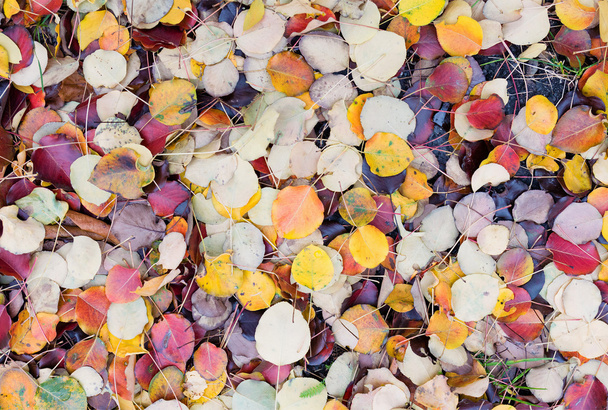 Multi-colored autumn leaves on the ground - 写真・画像