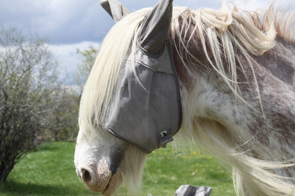 Pferd, lange Haare  - Foto, Bild