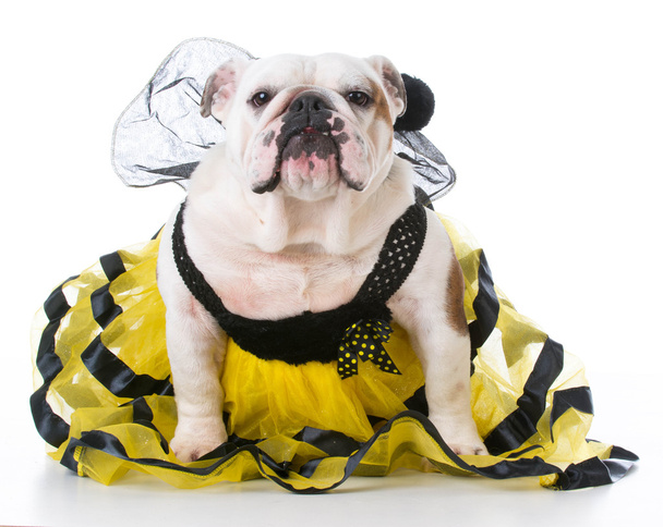 dog dressed like a bee - Foto, afbeelding