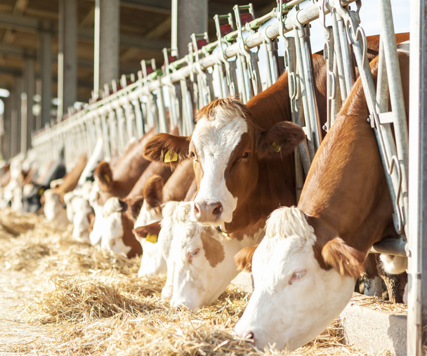 Cows eating hay in cowshed - Foto, Bild