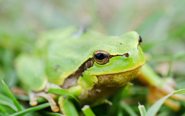 Vihreä sammakko (Rana ridibunda
) - Valokuva, kuva