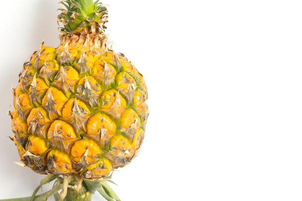 Closed up Pineapple on white background - 写真・画像