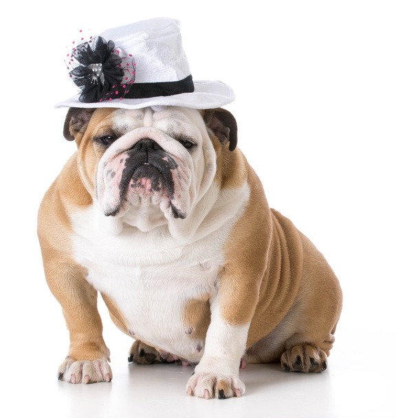 female dog wearing hat - Foto, immagini