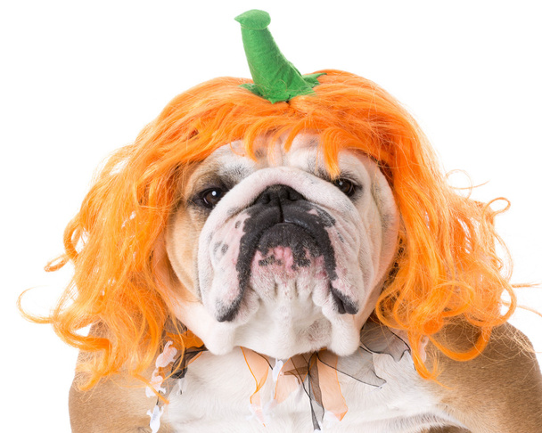 dog wearing pumpkin costume - Fotografie, Obrázek