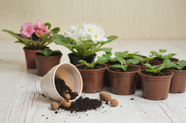 Table avec pots de fleurs, terreau et plantes
 - Photo, image