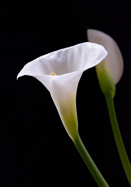 Calla lilies isolated on a black background - Photo, Image