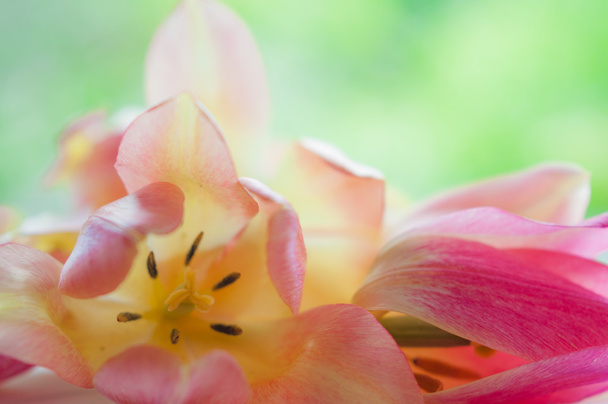 sanfte geblasen leuchtend gelb und rosa Tulpen auf unscharfes grün zurück - Foto, Bild
