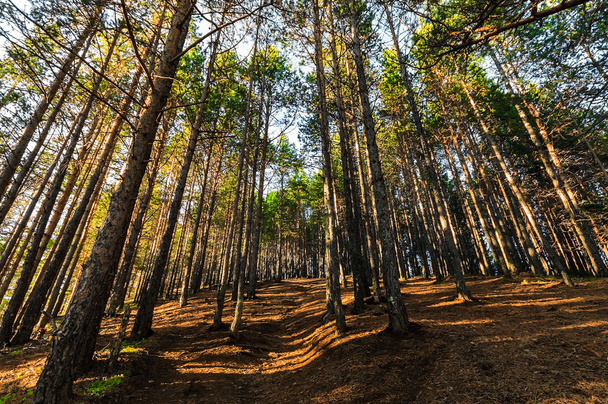 Pine forest with a path going up - Fotografie, Obrázek