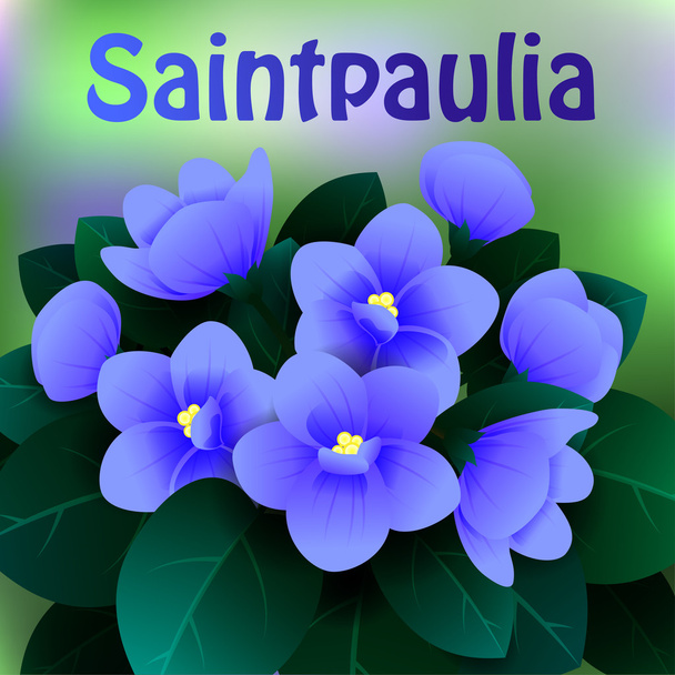 Beautiful spring flowers Saintpaulia. Cards or your design with space for text. Vector - Vector, Image