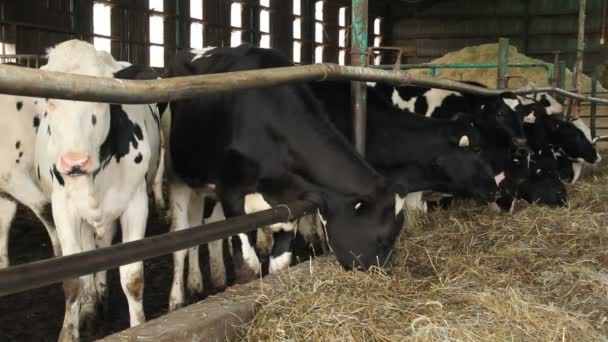 Kühe im Stall fressen Silage in Großaufnahme - Filmmaterial, Video