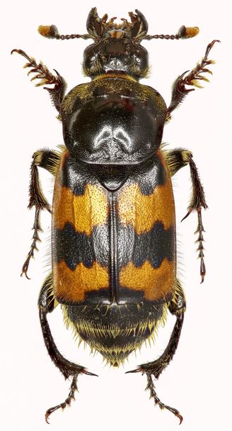 Burying Beetle on white Background  -  Nicrophorus vespillo  (Linnaeus, 1758) - Photo, Image