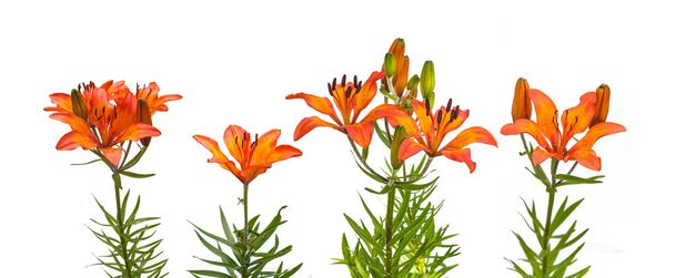 Установить миниатюрный желто оранжевые лилии - Фото, изображение