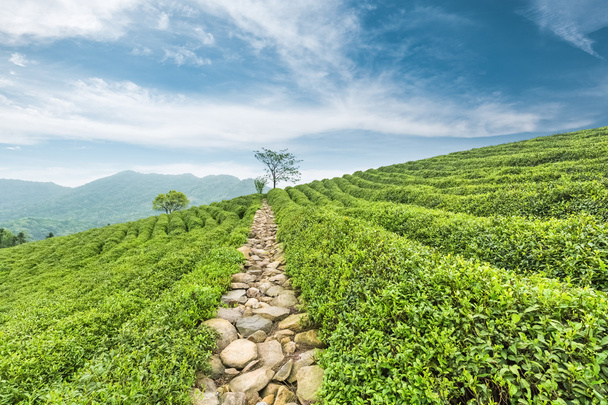 hermosas plantaciones de té
 - Foto, imagen