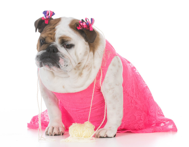 female bulldog wearing dress - Fotó, kép