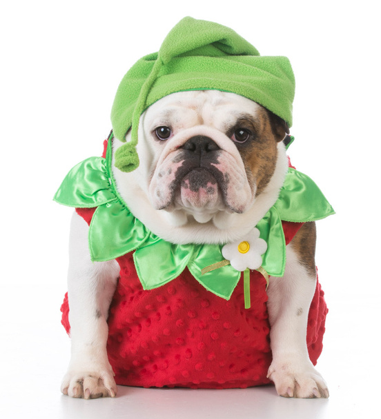 dog wearing strawberry costume - Фото, изображение
