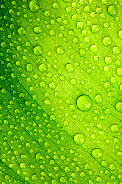 Krásný zelený list s kapkami vody - Fotografie, Obrázek