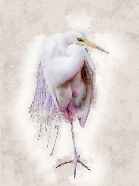 Snowy Egret - water color illustration - Foto, Imagen