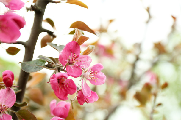 Blooming tree flowers  - Photo, image