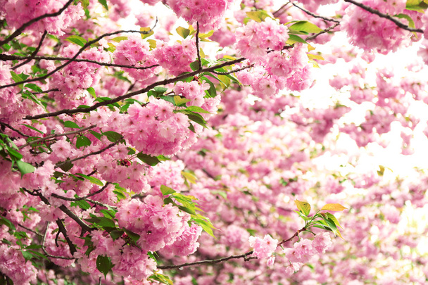 Sakura-Blüten aus nächster Nähe - Foto, Bild