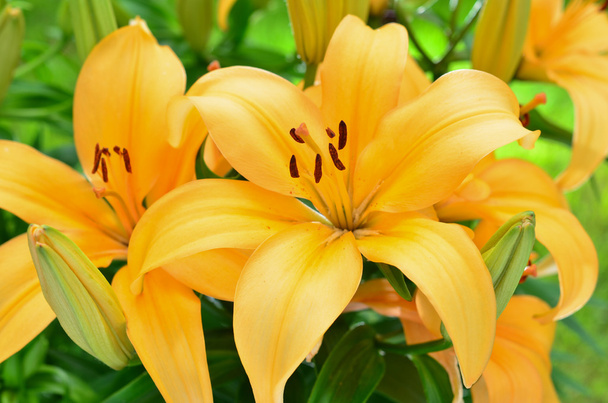 κίτρινο κρίνο λουλούδια, lilium - Φωτογραφία, εικόνα