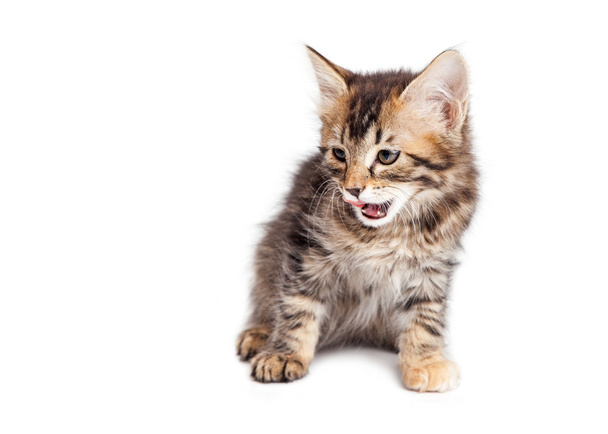 little tabby kitten - Foto, imagen