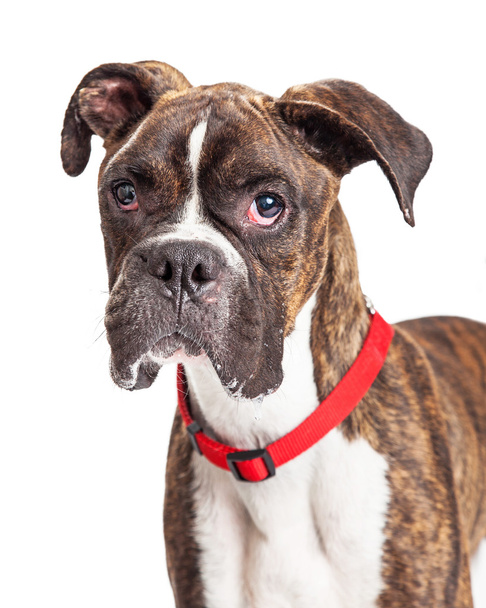 Funny pes Boxer - Fotografie, Obrázek