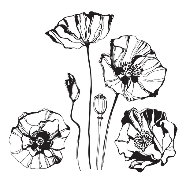 Poppies, isolated elements for design - ベクター画像