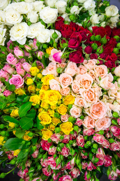 Rosas coloridas frescas
  - Foto, Imagem