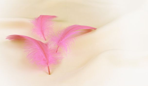 Pink feathers background - Foto, afbeelding