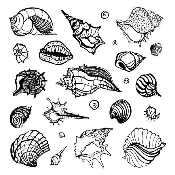 Collection of seashells - Διάνυσμα, εικόνα