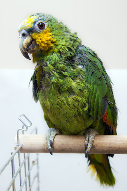 schattig parrot - Foto, afbeelding