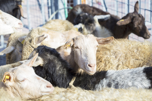 Domestic sheeps in the sheepfold - Foto, Imagem