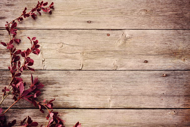 Ветка барбариса на деревянном фоне
 - Фото, изображение