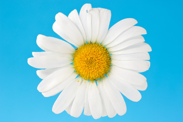 Camomile on blue background - Foto, afbeelding