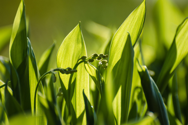Lily of the Valley buds - Foto, Bild