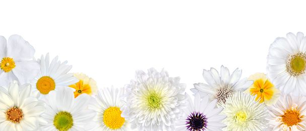 επιλογή λευκά λουλούδια στο κάτω σειρά απομονωθεί - Φωτογραφία, εικόνα