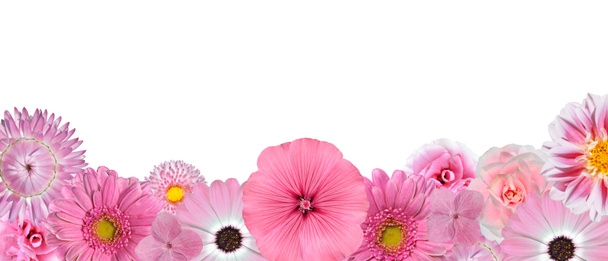 Sélection de Diverses Fleurs Blanches Roses au Rangée Inférieure Isolé
 - Photo, image