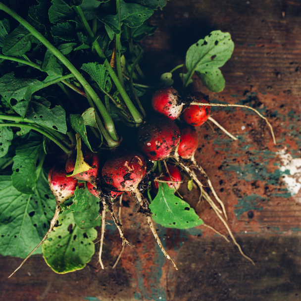Freshly picked organic red radishes on wooden table - Фото, изображение
