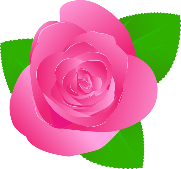 One pink rose - Vector, Image