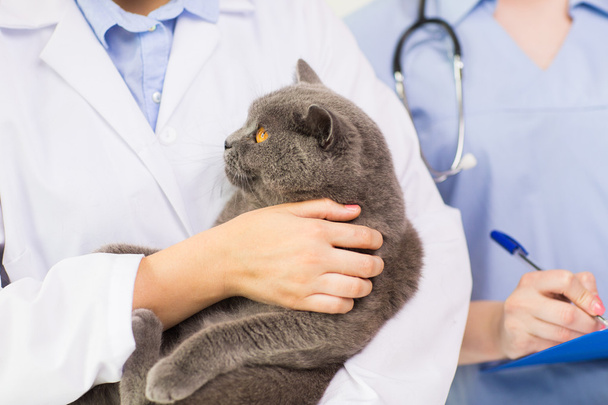 close up of vet with cat and clipboard at clinic - Valokuva, kuva